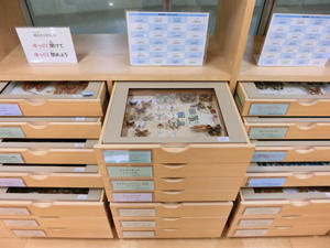 横浜初等部図書館